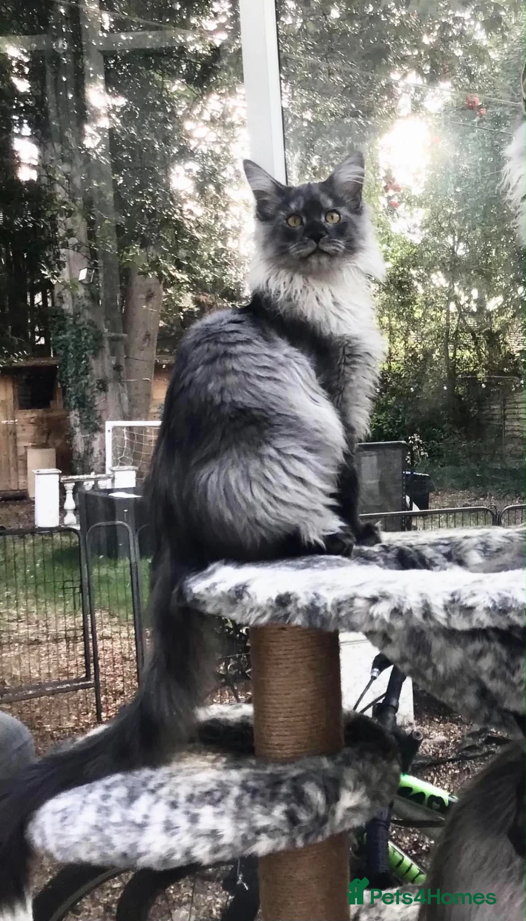 Maine Coon cats for sale: ⚜️ championline maine coon kittens ⚜️ polydactyl - Advert 2
