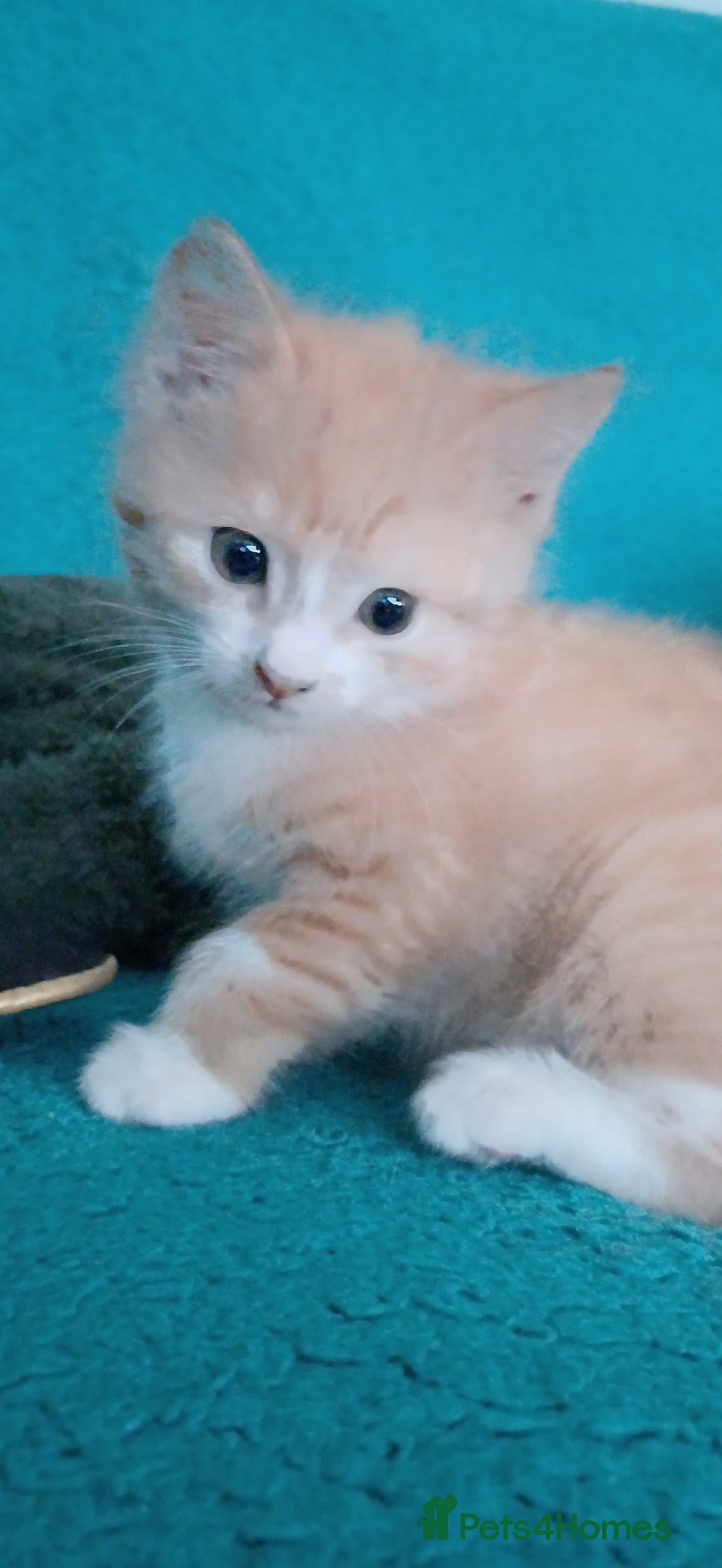 Mixed Breed cats for sale: Kittens ready for homes - Image 7