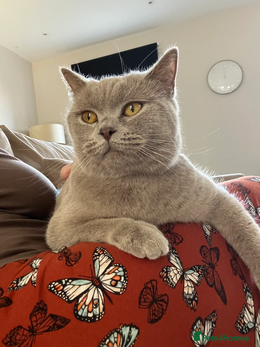 British Shorthair cats for sale: Lilac female British short hair  - Advert 1