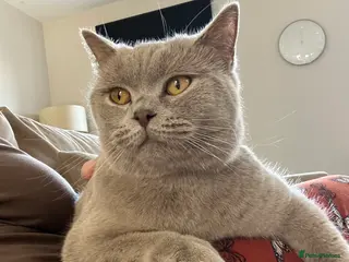 British Shorthair cats Lilac female British short hair - Advert 3