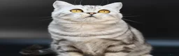 Scottish Fold cats for sale: LICENSED CATTERY, PURE BREED TOP QUALITY KITTENS - Advert 20