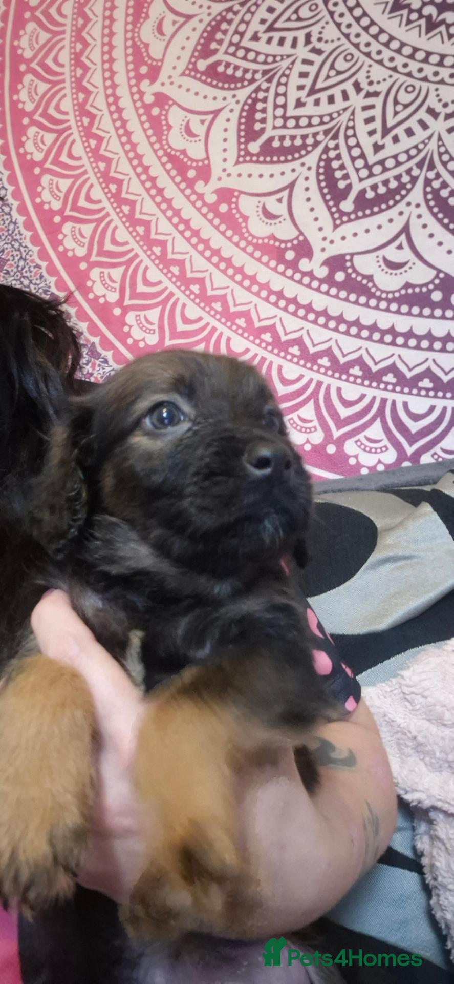 Sprocker dogs Beautiful sprocker puppies  - Advert 8