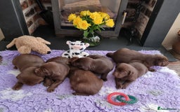 Labrador Retriever dogs for sale: Beautiful Chocolate Labrador Puppies. - Image 5