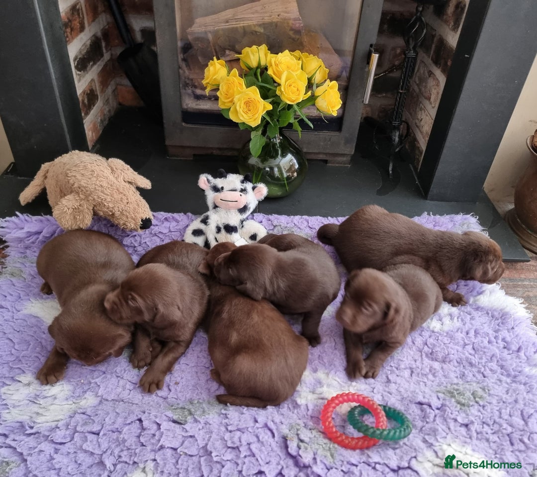 Labrador Retriever dogs for sale: Beautiful Chocolate Labrador Puppies. - Image 5