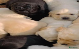 Labrador Retriever dogs for sale: Adorable Labrador Retriever Pups - Image 4