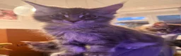 Maine Coon cats for sale: Big Personality MaineCoon in Bishop's Stortford - Advert 5
