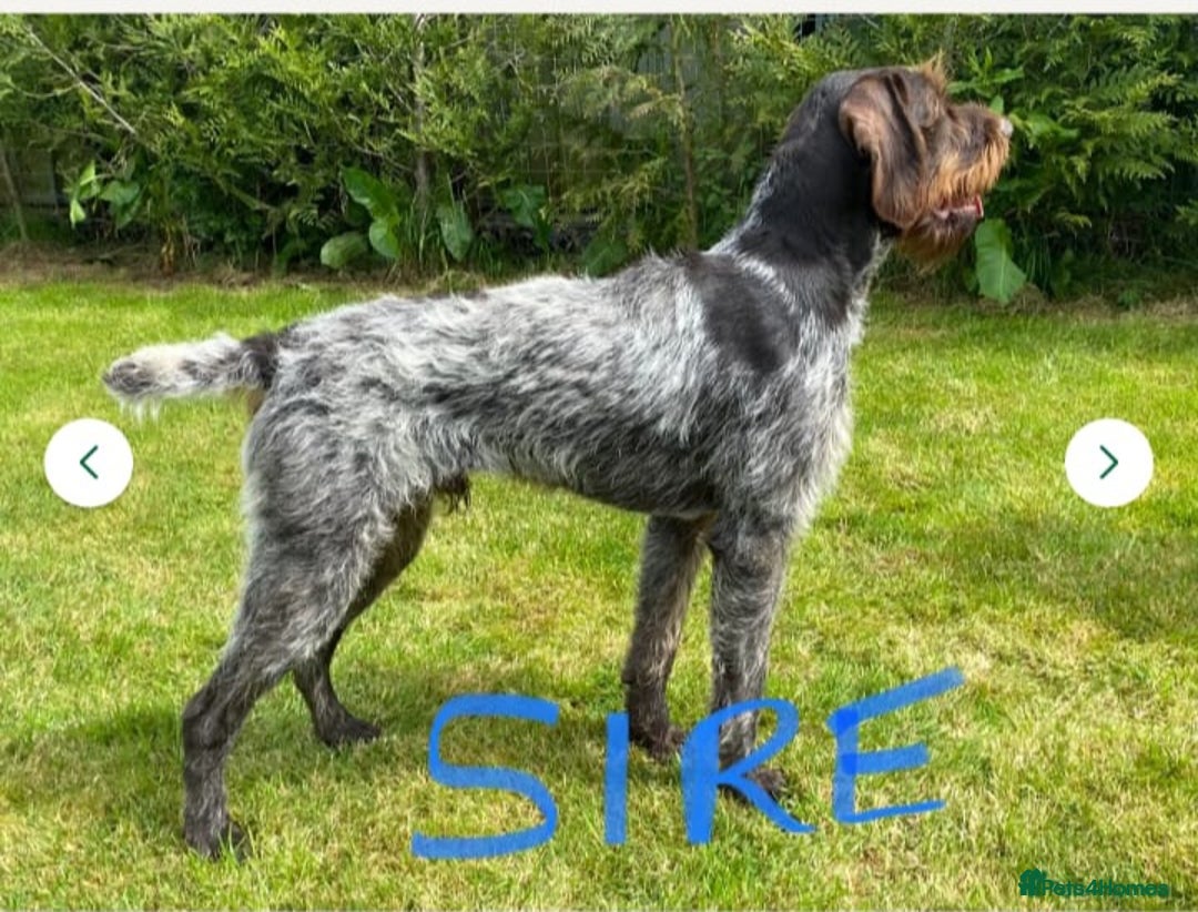 German Wirehaired Pointer dogs for sale: Quality German wirehaired pointer pups. - Image 30