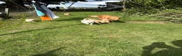 Golden Retriever dogs for sale: Golden Retriever Puppies  - Advert 7