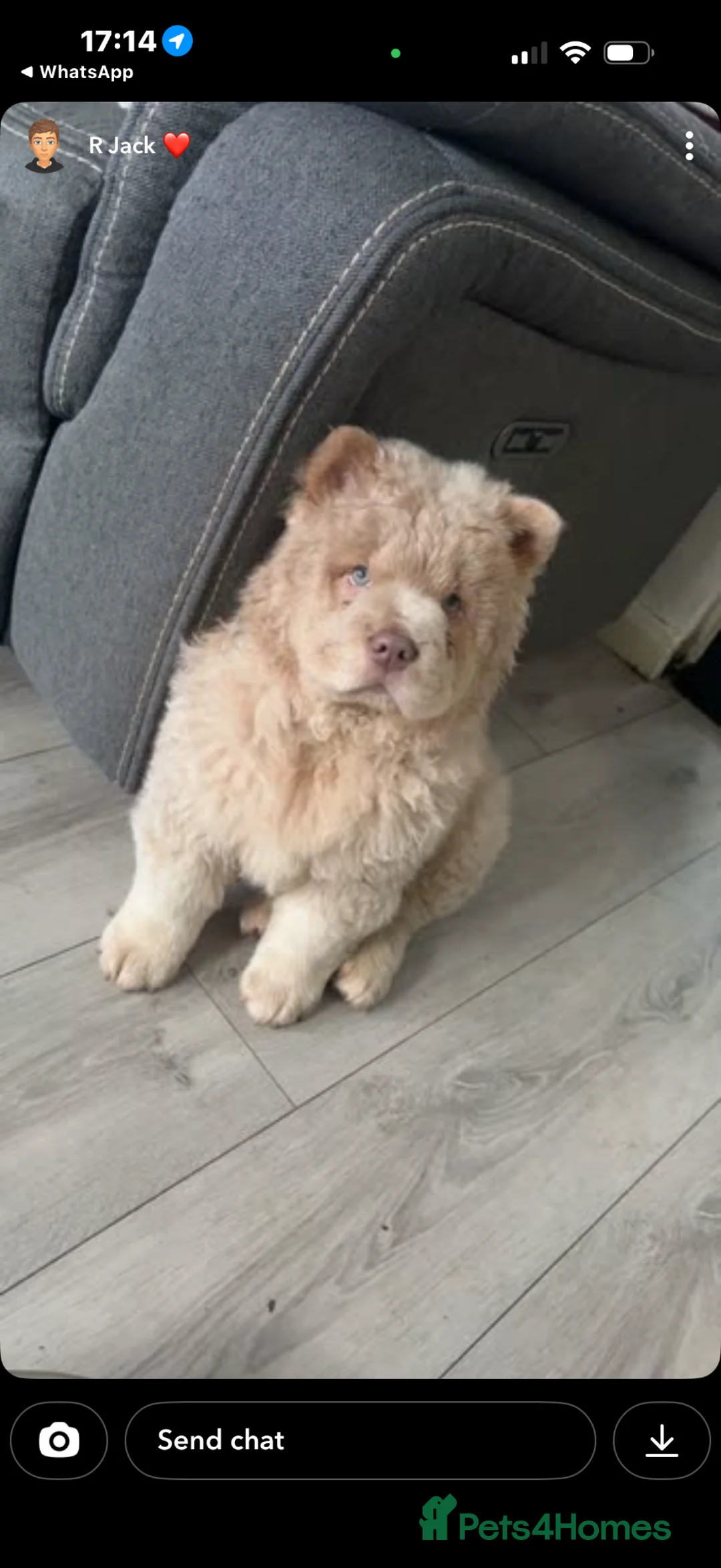 Chow Chow dogs for sale: Male nearly 7 months old  - Advert 2