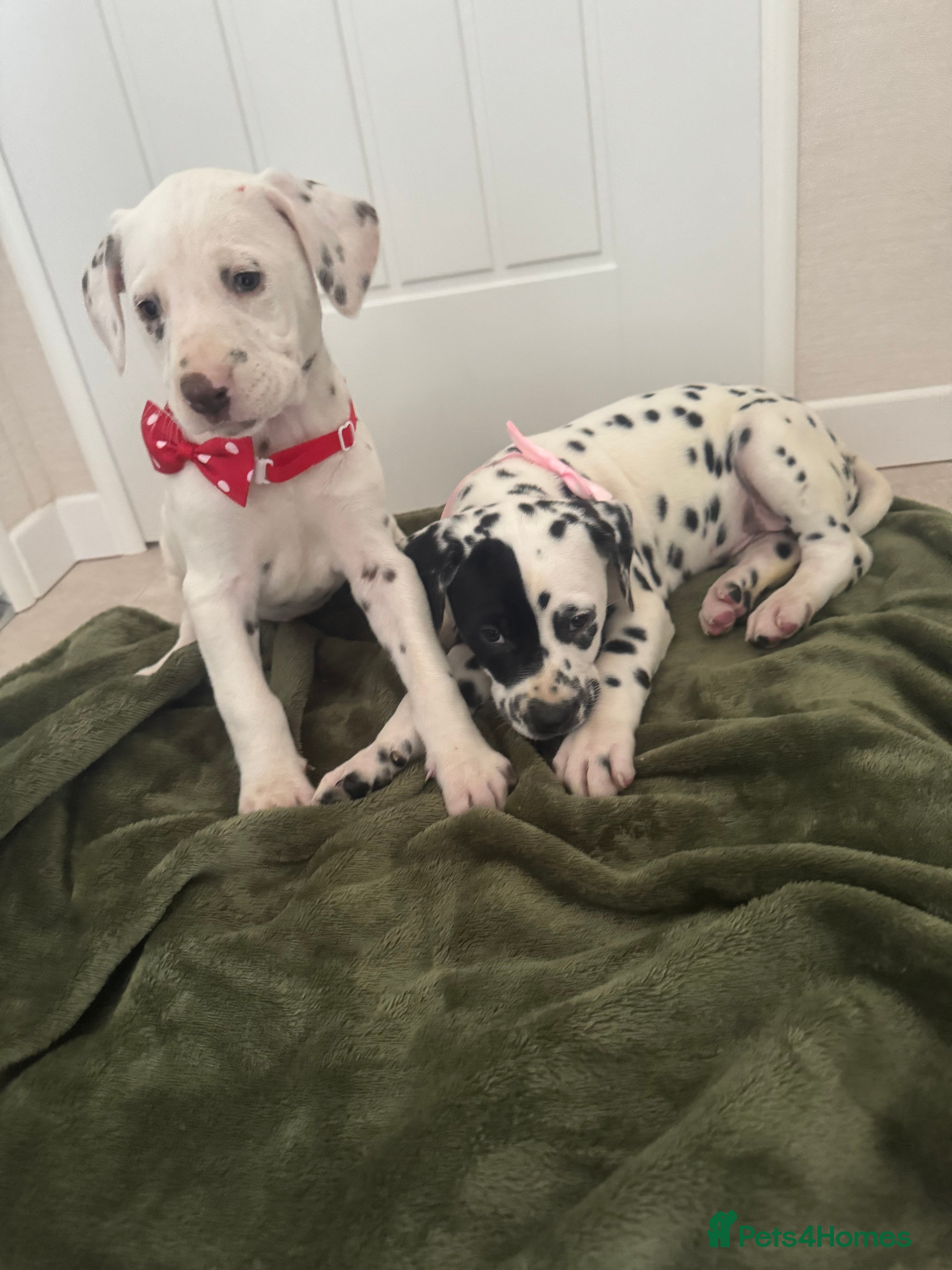 Dalmatian dogs Dalmatian puppys - Advert 2