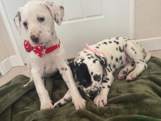 Dalmatian dogs Dalmatian puppys - Advert 1
