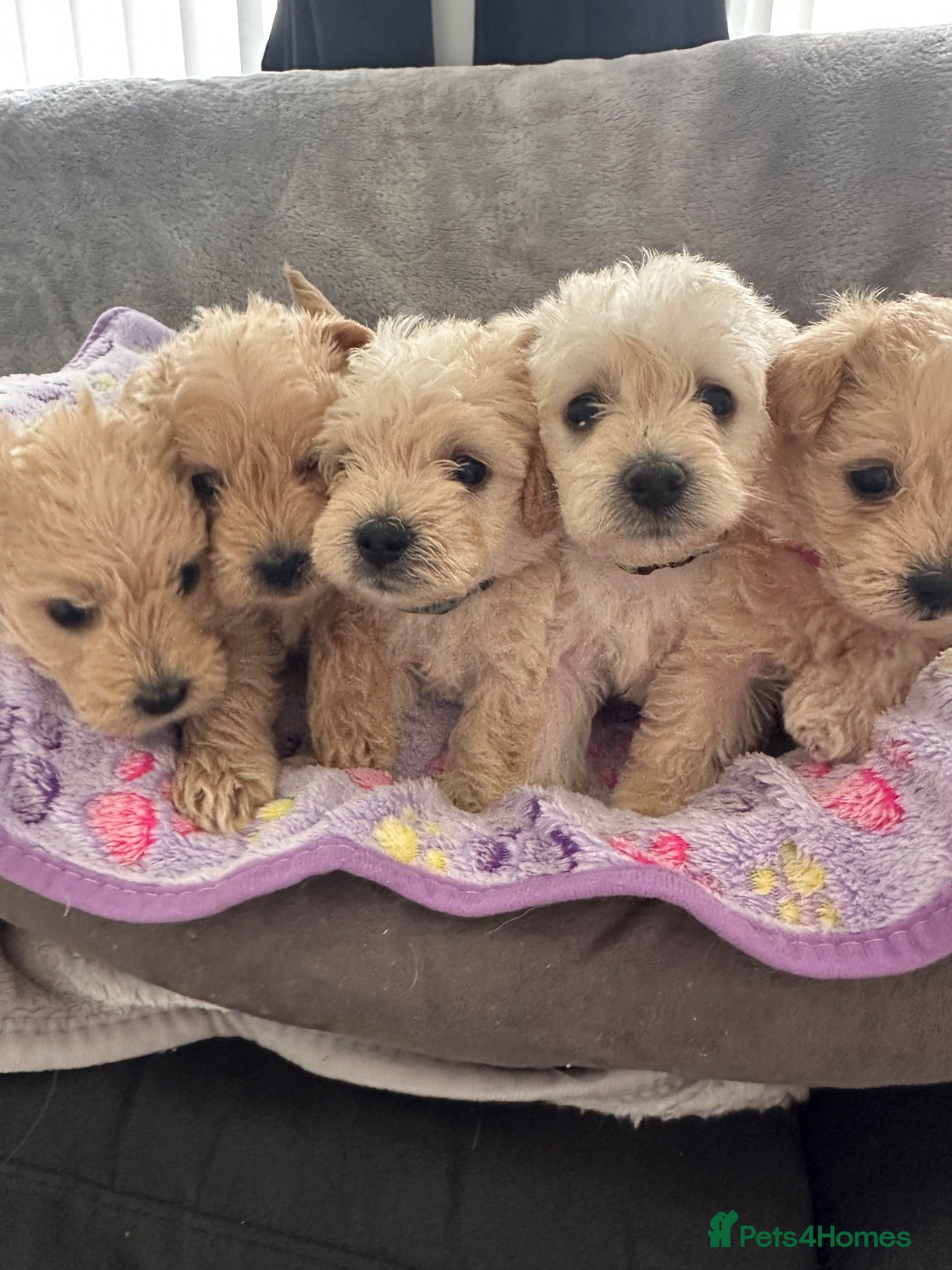 Westiepoo dogs Beautiful westiepoo puppies  - Advert 16