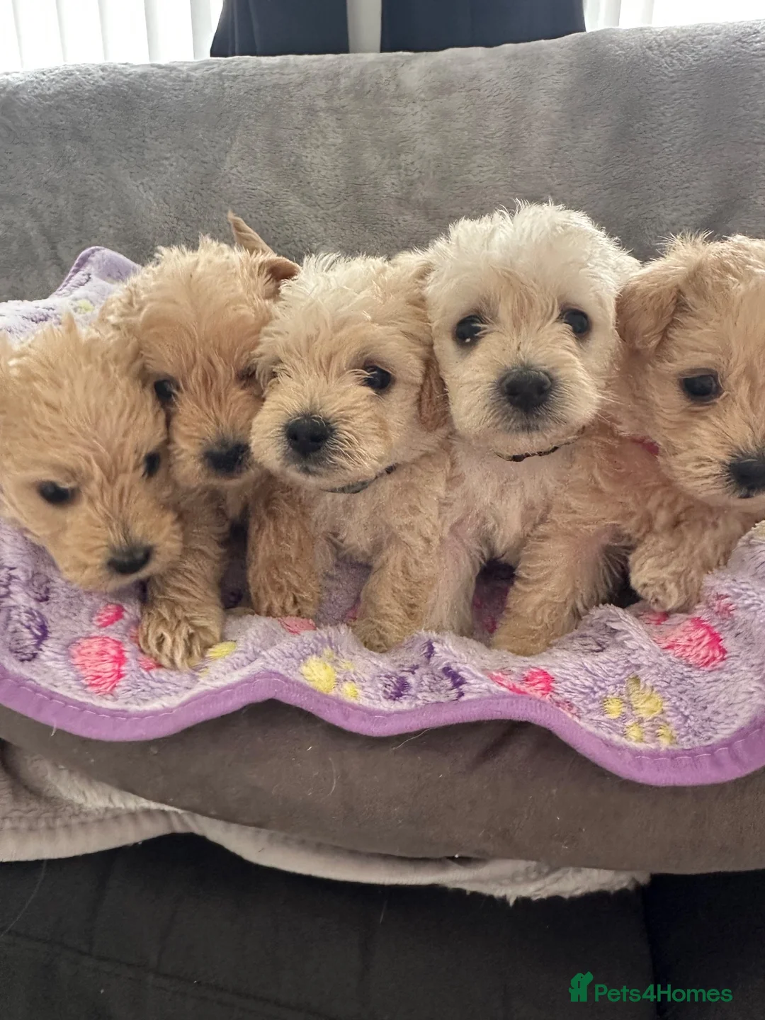 Westiepoo dogs for sale: Beautiful westiepoo puppies  - Advert 1
