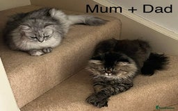 British Longhair cats for sale: 3 Adorable British Longhair x Persian Kittens  - Image 17