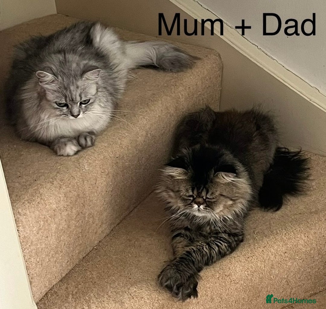 British Longhair cats for sale: 3 Adorable British Longhair x Persian Kittens  - Image 17