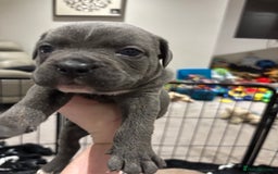 Mixed Breed dogs for sale: canó corso cross british bulldog puppy’s  - Image 10
