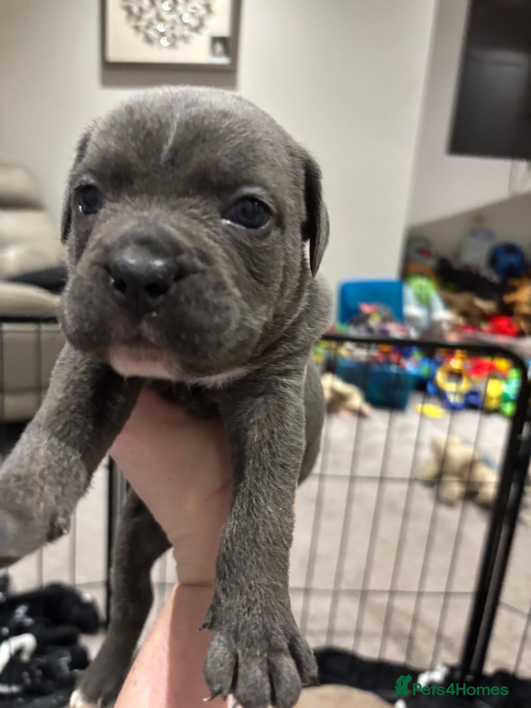 Mixed Breed dogs for sale: canó corso cross british bulldog puppy’s  - Image 10