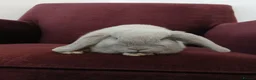 Mini Lop rabbits for sale: 2 x Mini lop Baby Rabbits - Advert 4
