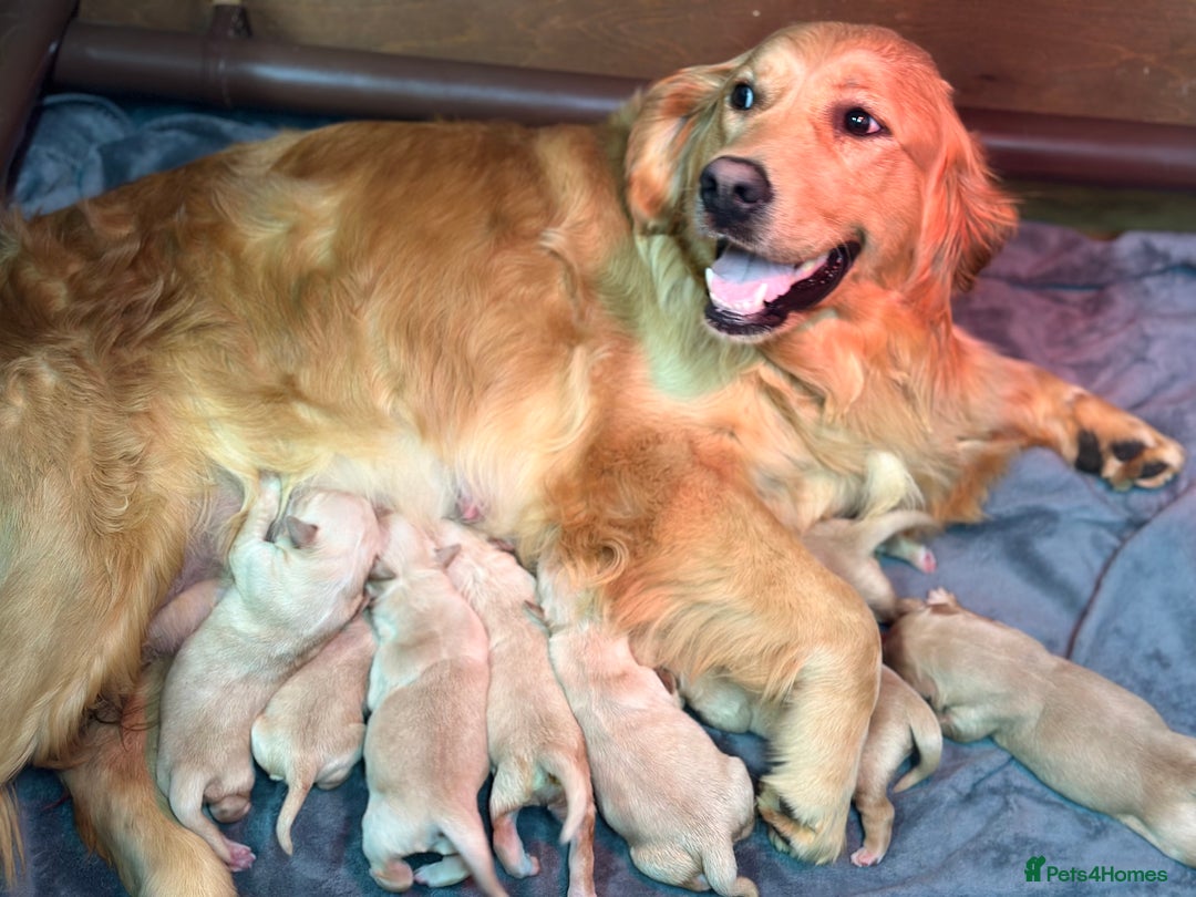 Golden Retriever dogs for sale: KC registered, Health Certificated, DARK SHOW Line - Image 11