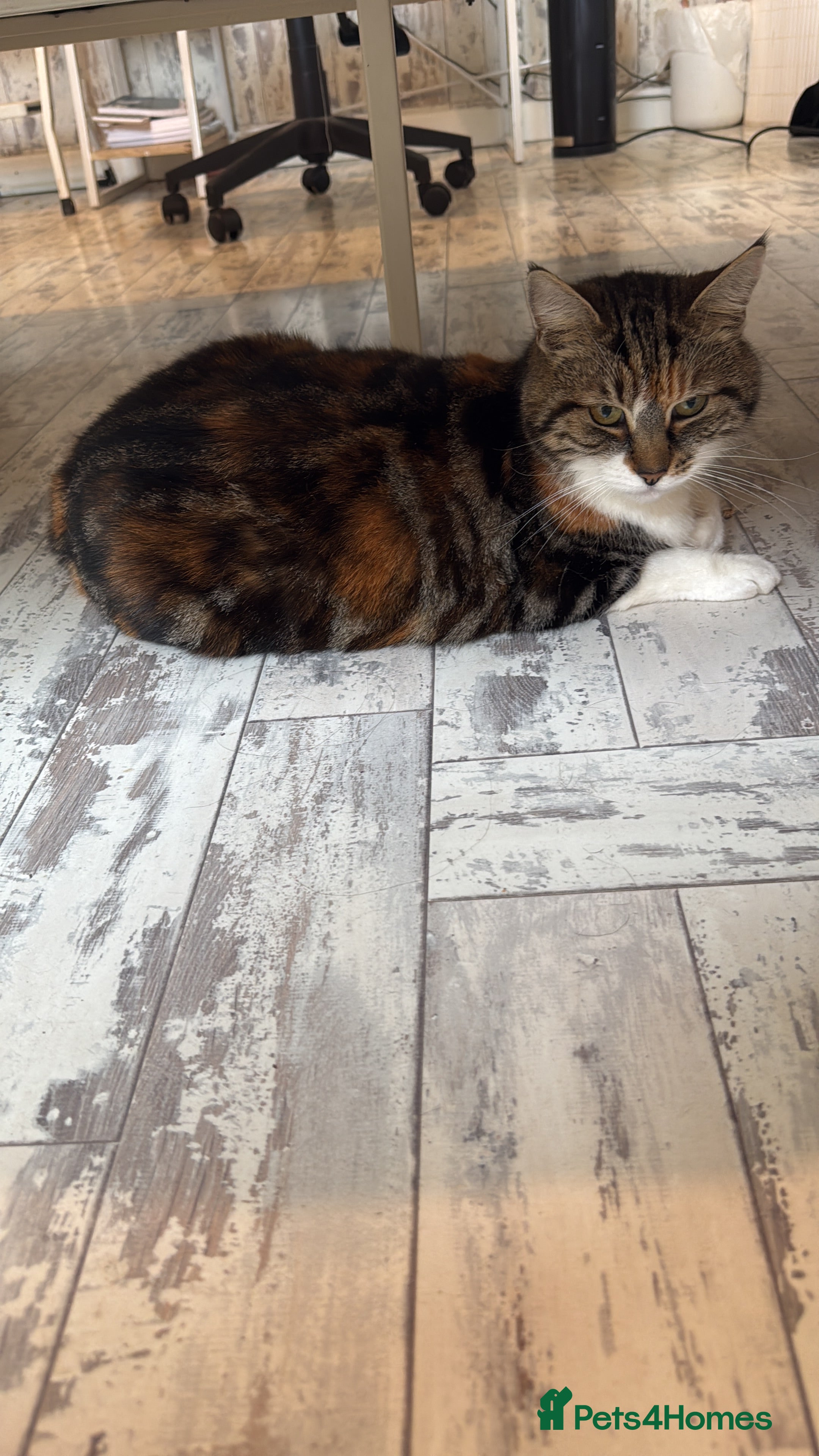 British Shorthair cats Cats free to good home - Advert 14