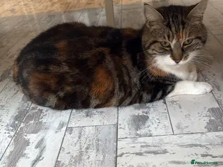 British Shorthair cats Cats free to good home - Advert 14