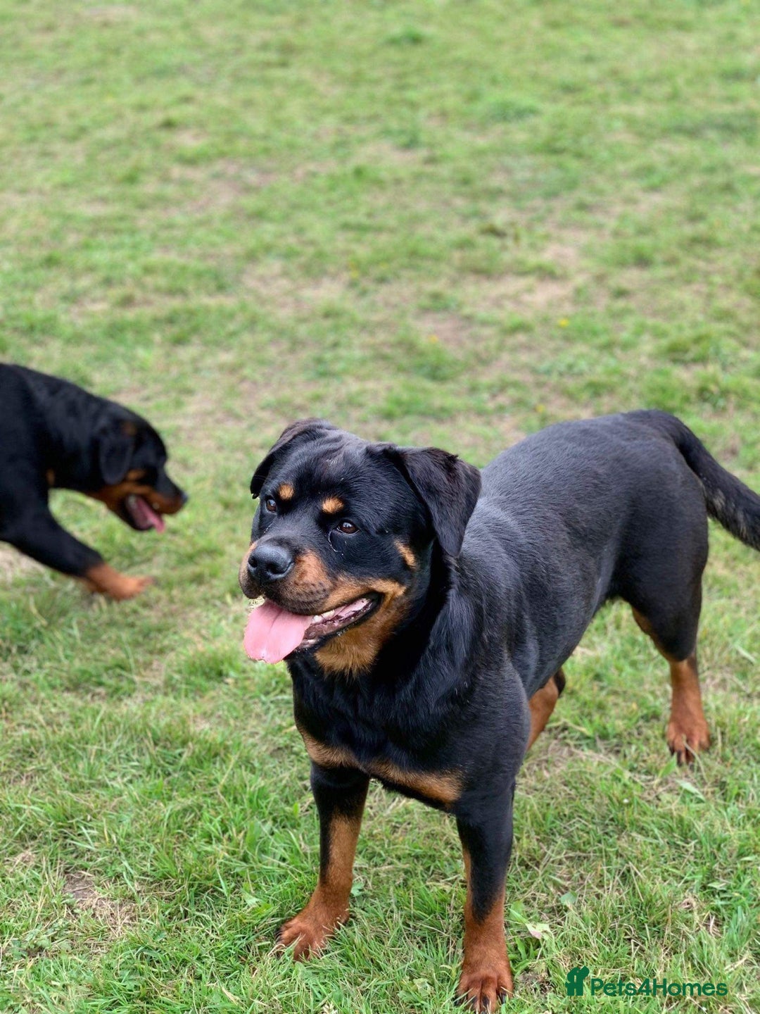 Rottweiler dogs for sale: 🐾 STUNNING ROTTWEILER PUPPIES FOR SALE! 🐾 - Image 14