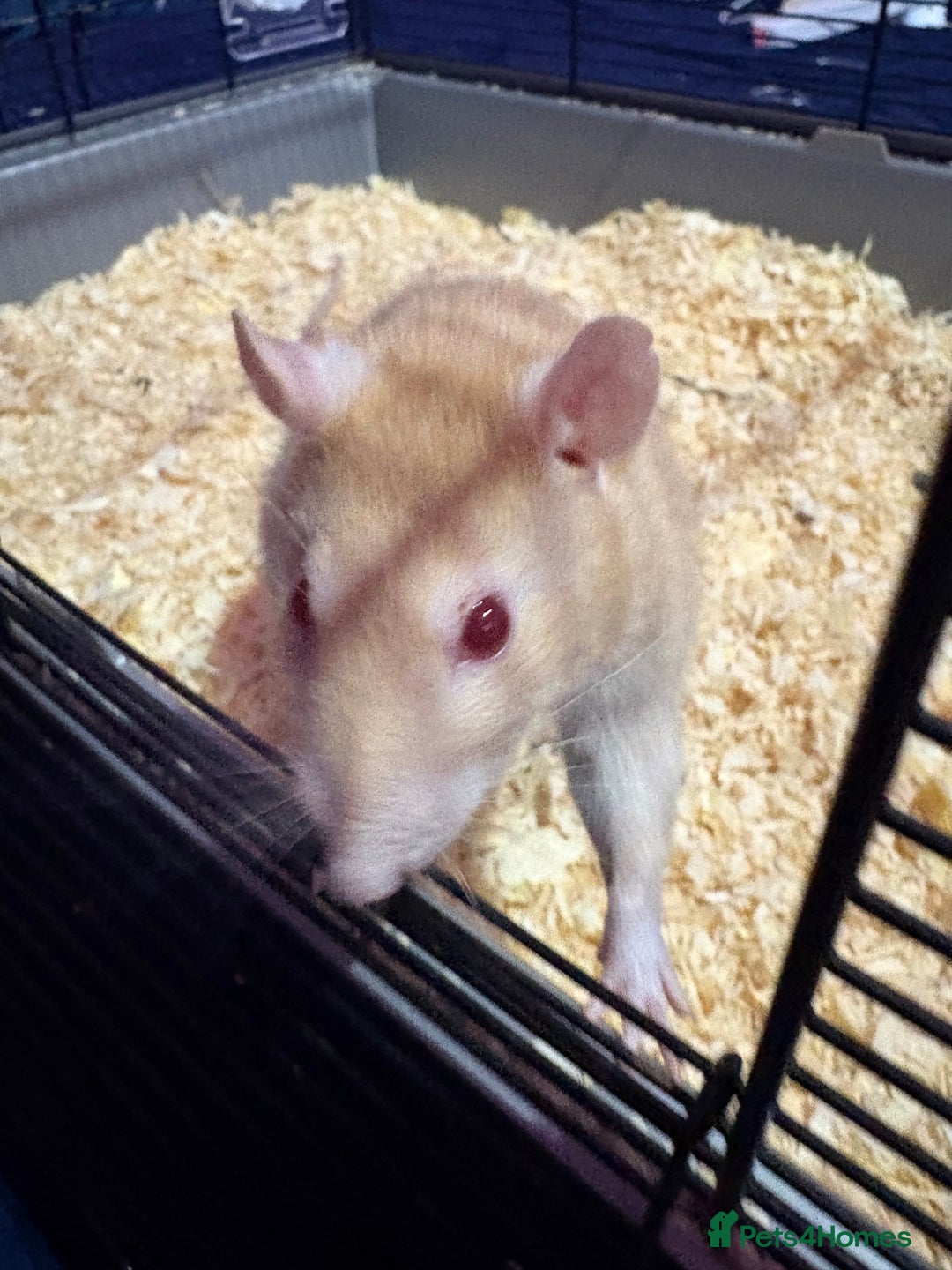 Rat rodents for sale: Ginger and summer  - Advert 5