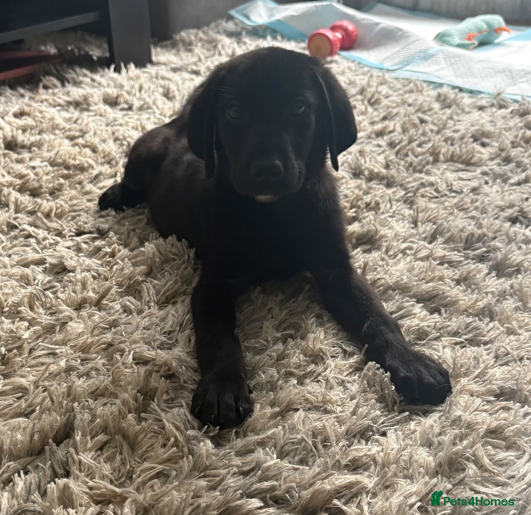 Labrador Retriever dogs 1 boy left Labrador retriever puppies - Advert 13