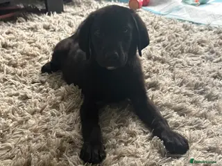 Labrador Retriever dogs 1 boy left Labrador retriever puppies - Advert 6