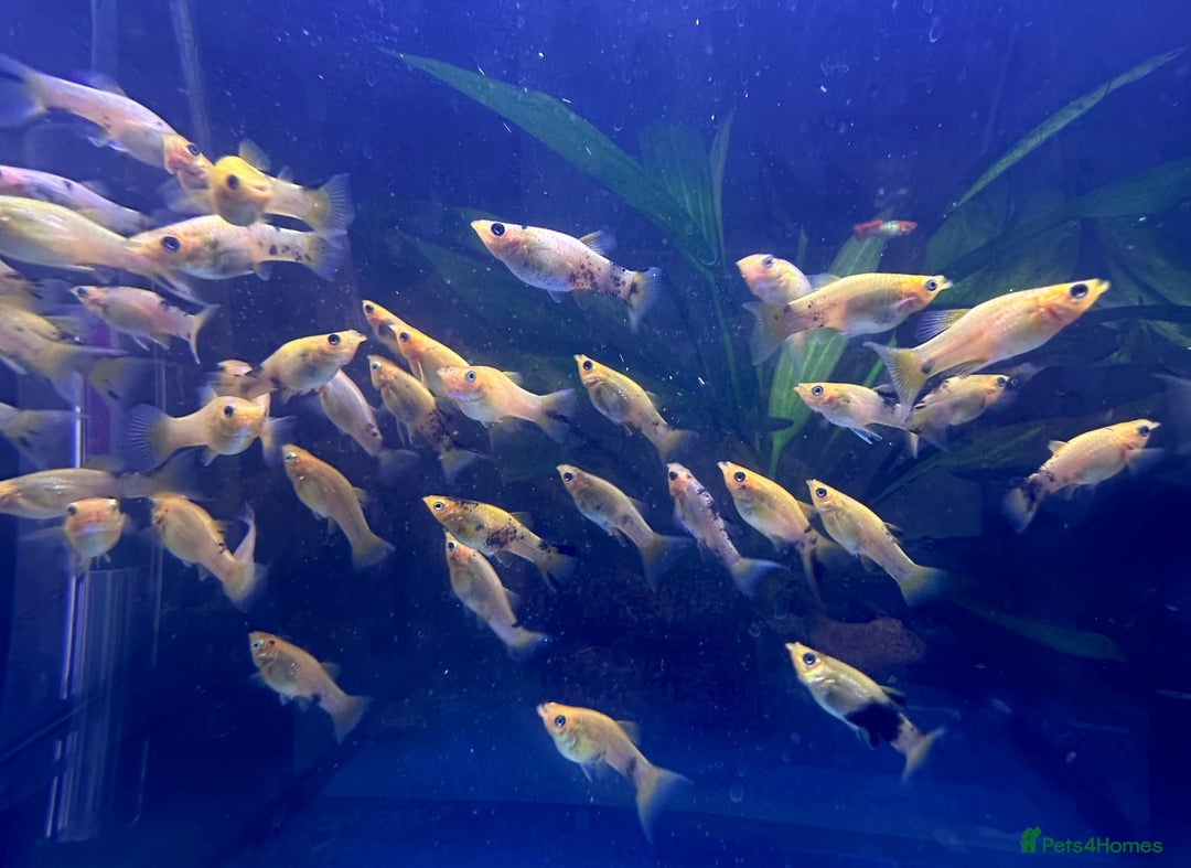Other/Mixed Breed fish for sale:  Gold/Calico Lyretail Molly + Blue Texas Cichlid - Advert 6