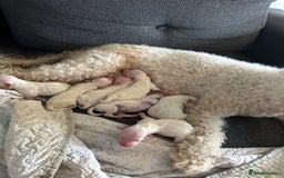 Bichon Frise dogs for sale: For sale puppy bichon frise - Image 1