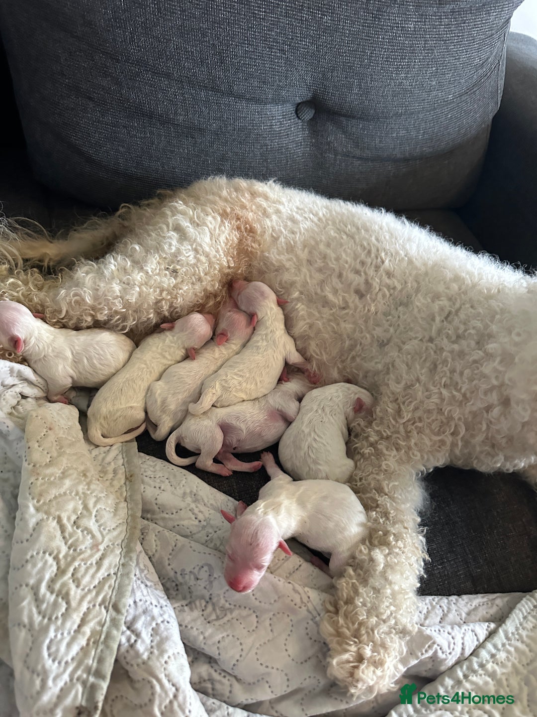 Bichon Frise dogs for sale: For sale puppy bichon frise - Image 1