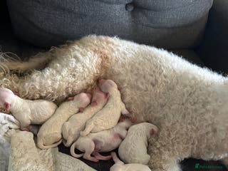 Bichon Frise dogs For sale puppy bichon frise - Advert 2