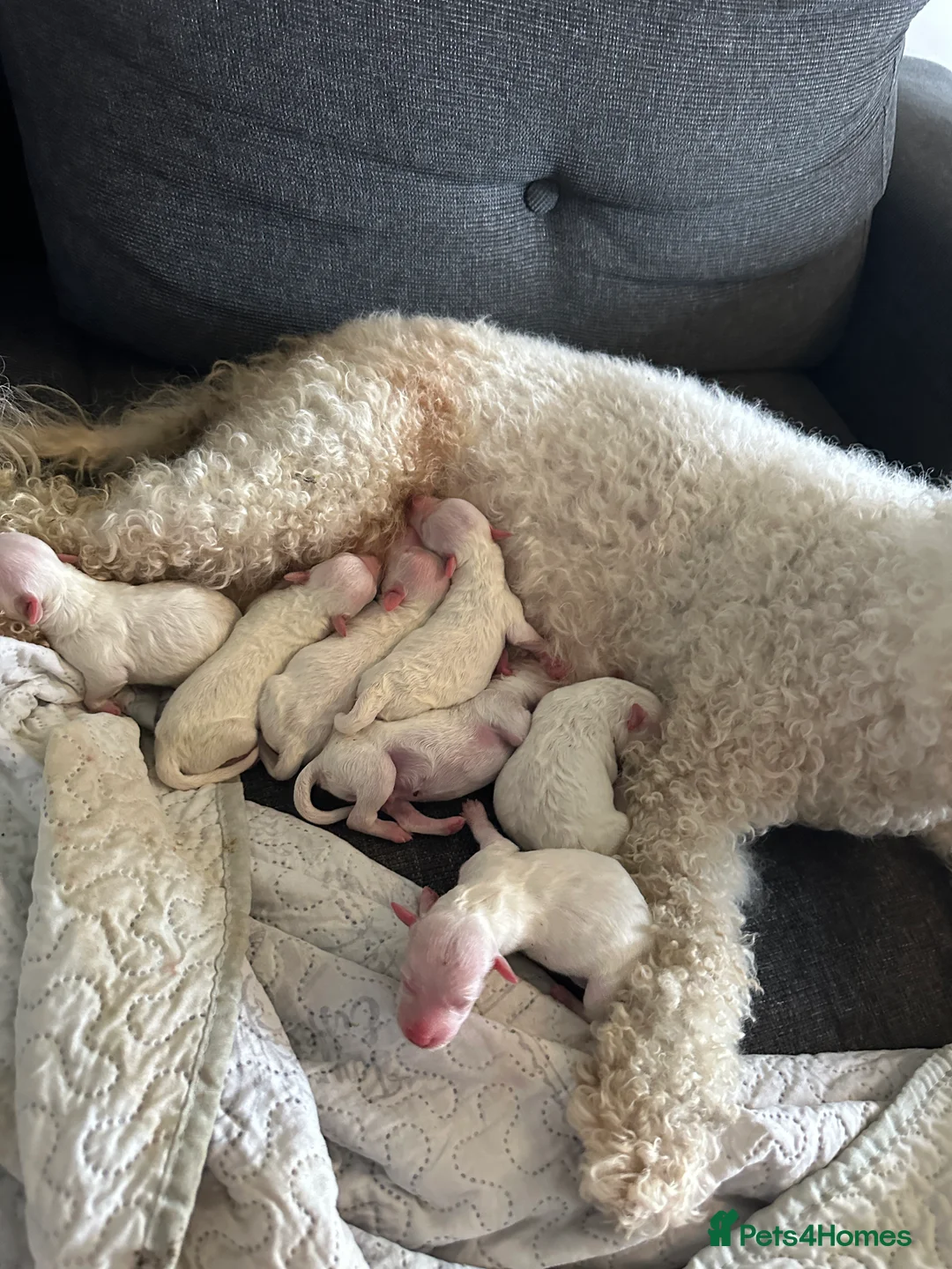 Bichon Frise dogs for sale: For sale puppy bichon frise - Advert 1