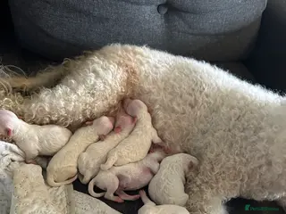 Bichon Frise dogs For sale puppy bichon frise - Advert 2