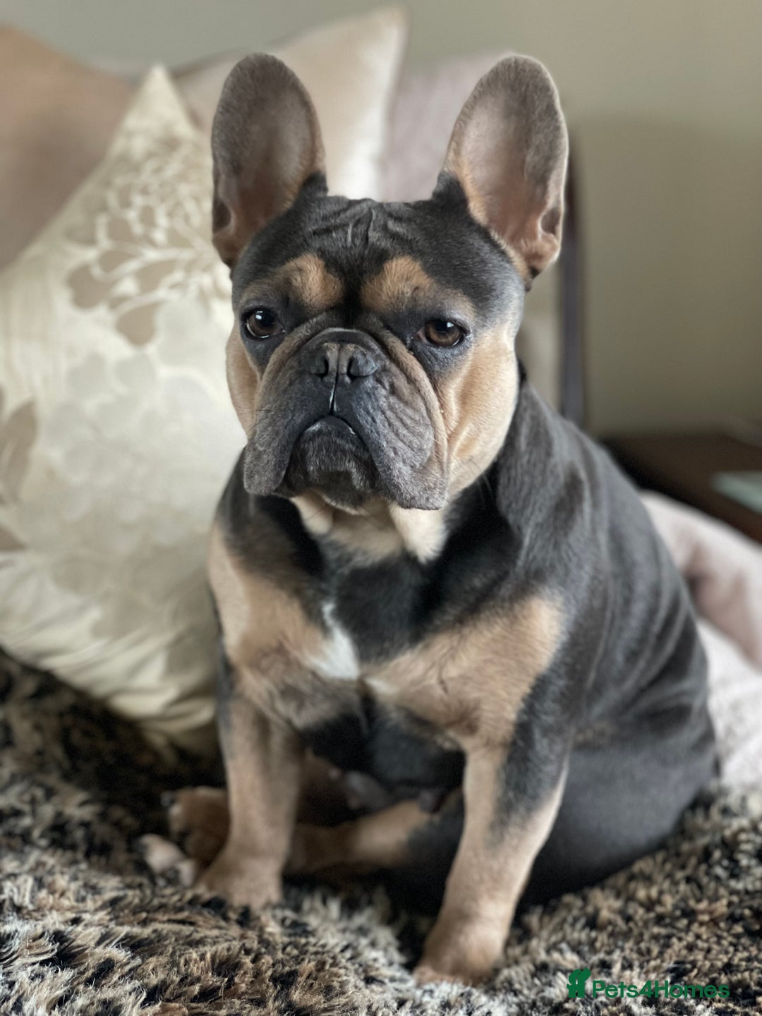 French Bulldog dogs for sale: Kallie  - Advert 4