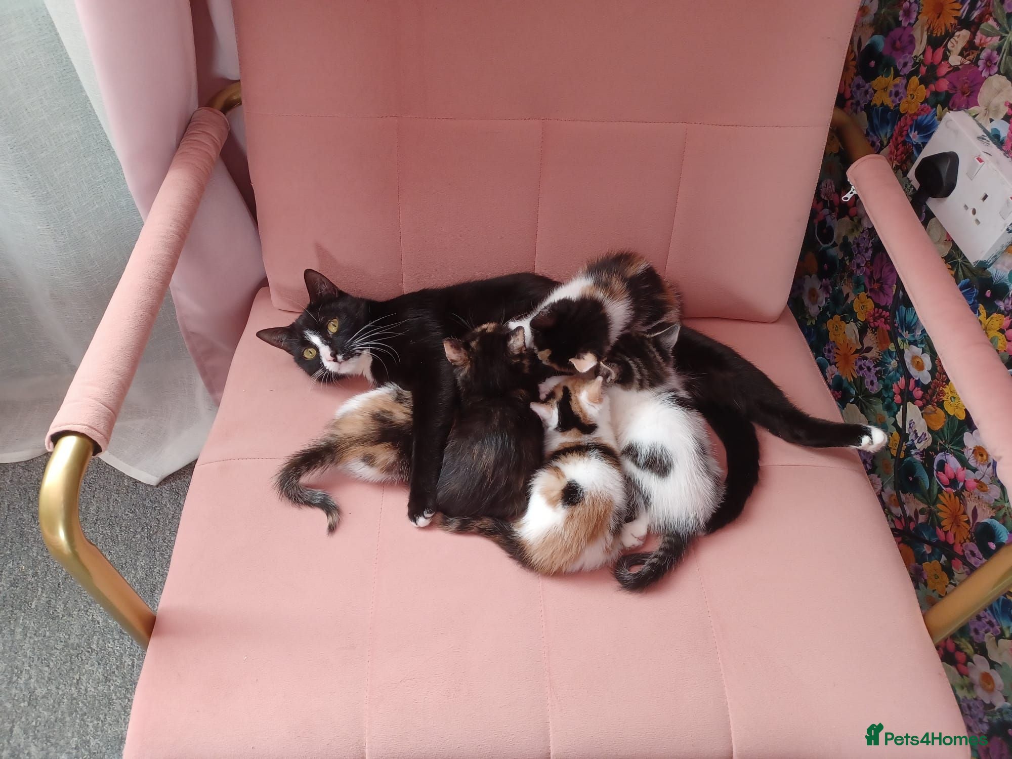 Bengal cats 4 beautiful kittens 🐾 - Advert 1