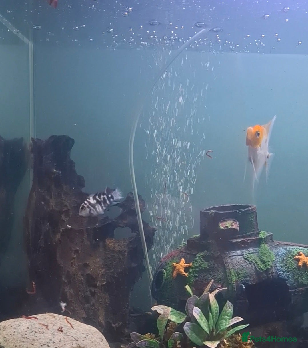 Cichlids fish Polar Blue Parrot Cichlids  - Advert 1