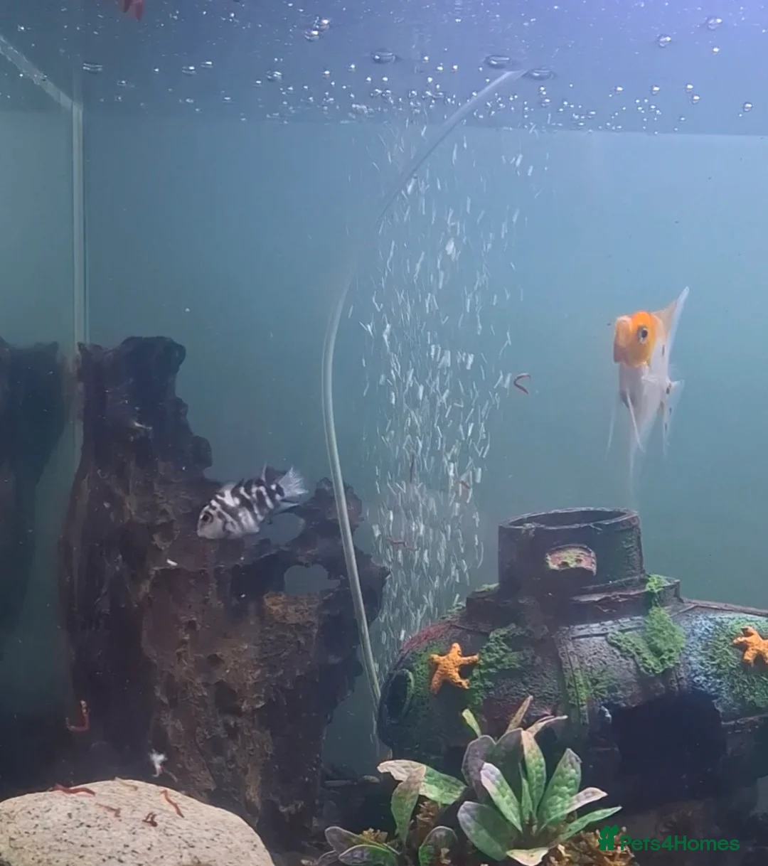 Cichlids fish for sale: Polar Blue Parrot Cichlids  - Advert 1