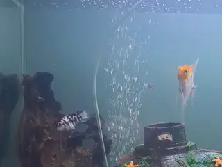 Cichlids fish Polar Blue Parrot Cichlids - Advert 1