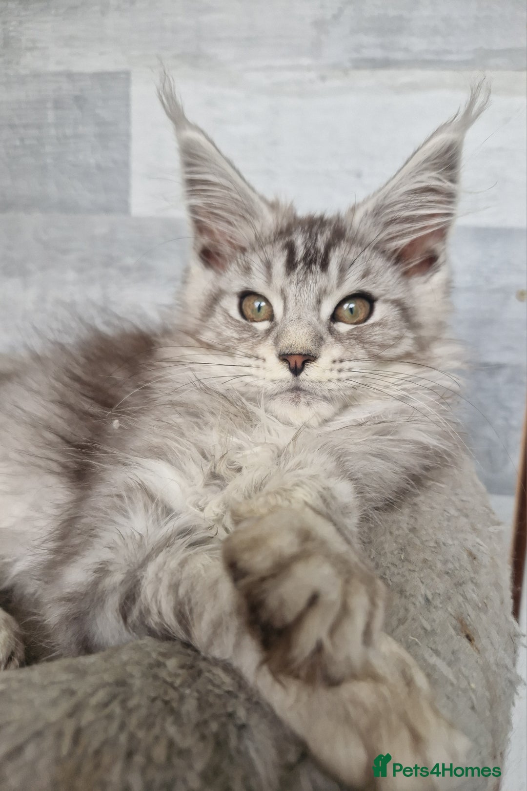 Maine Coon cats for sale: Maine coon kittens  - Image 14