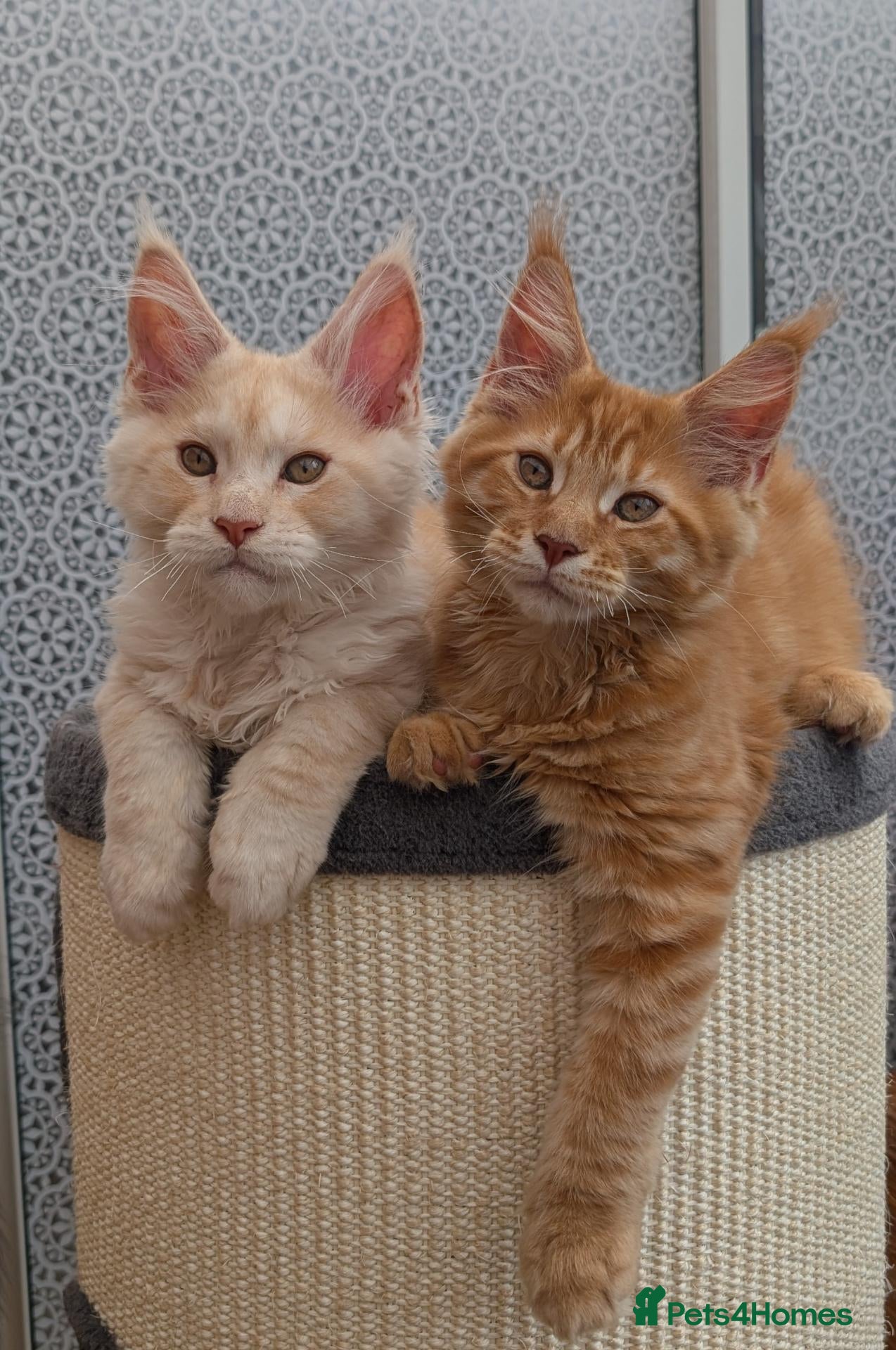 Maine Coon cats Stunning Tica registered Maine coons - Advert 2