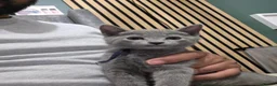 Russian Blue cats for sale: 🐾 All Kittens Reserved 🐾 - Advert 28
