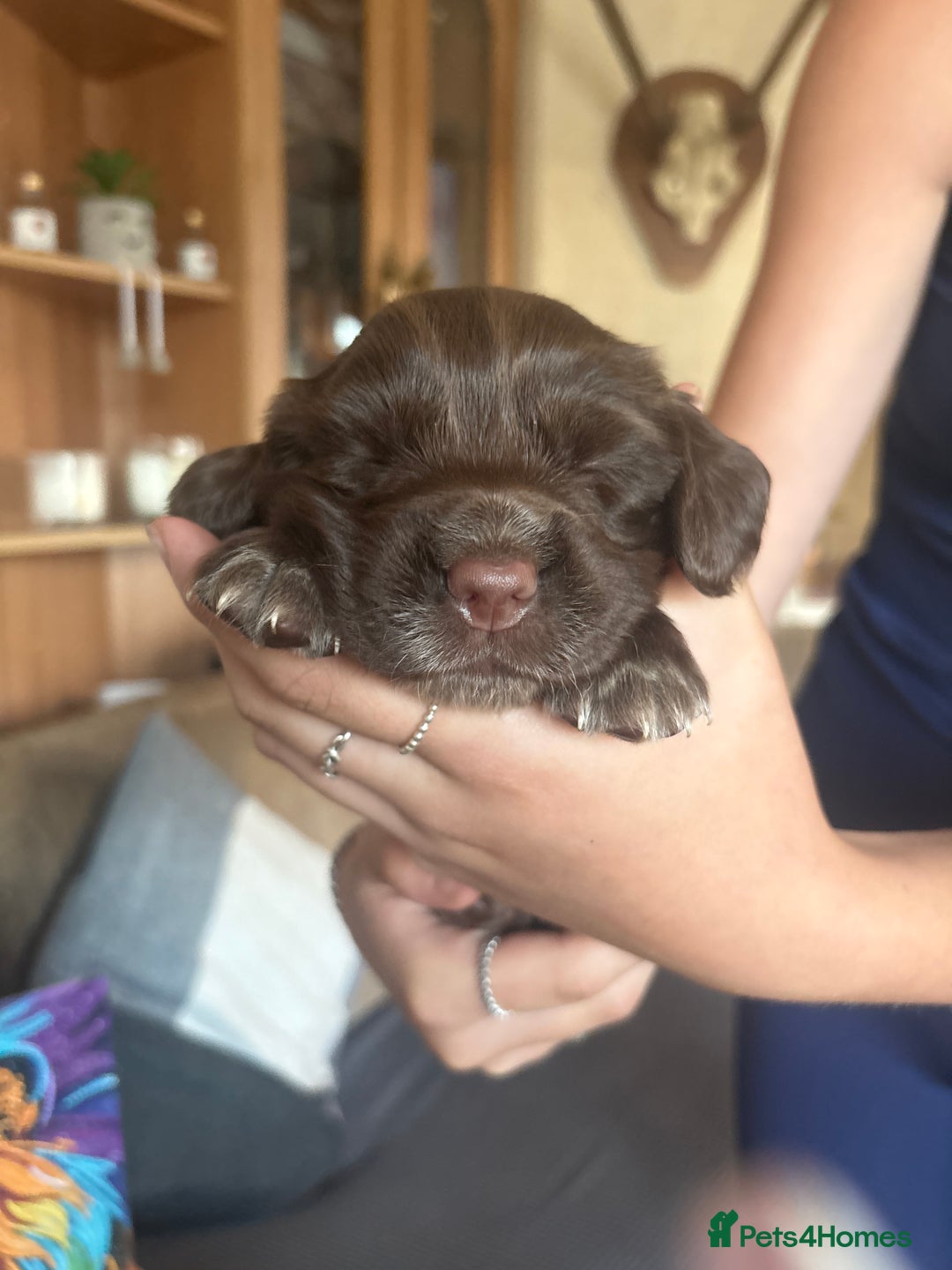 Sprocker dogs for sale: Sprocker puppies - Image 13