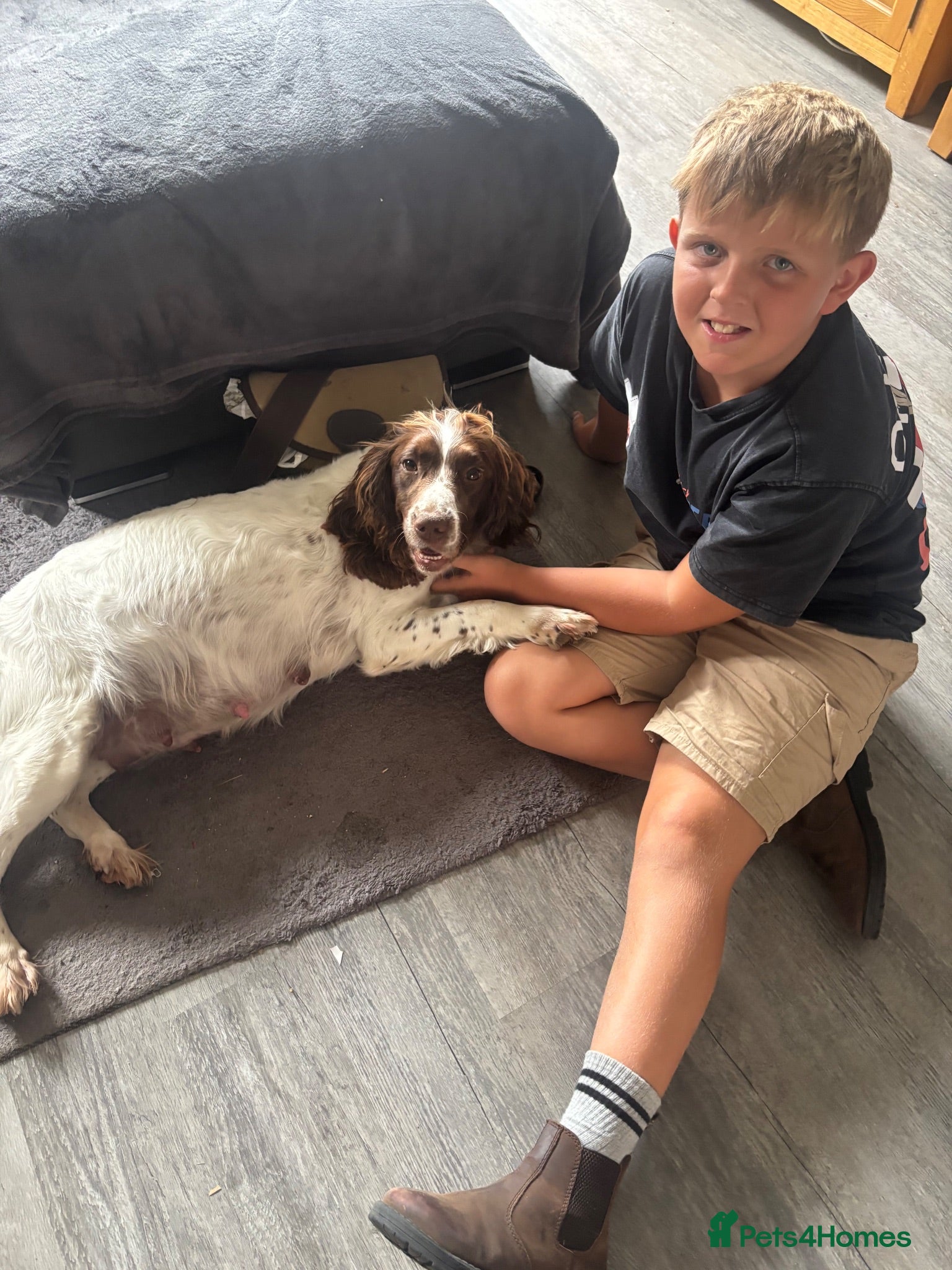 English Springer Spaniel dogs Miggers  - Advert 10