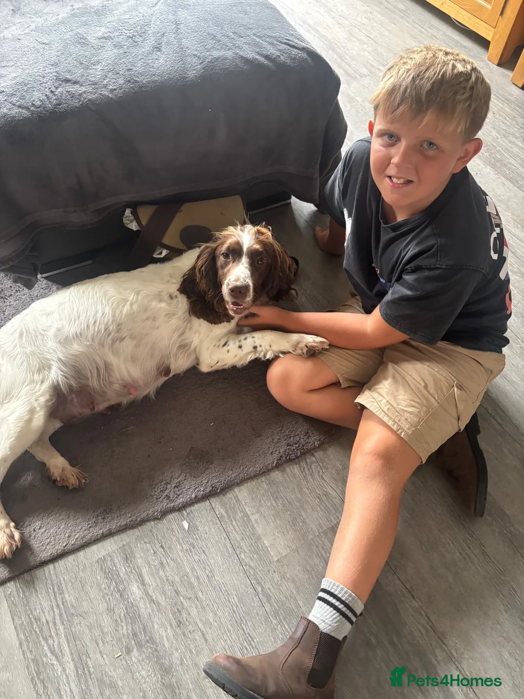 English Springer Spaniel dogs for sale: Miggers  - Advert 1