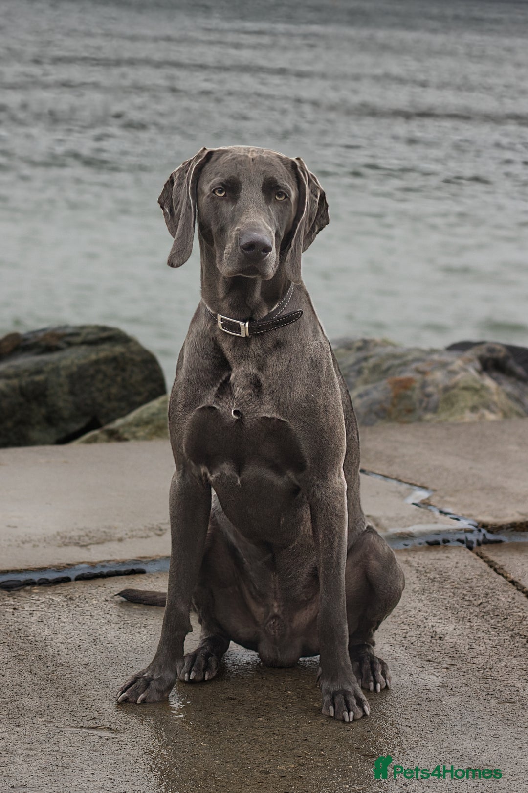 Weimaraner dogs for stud: No Cost 1 Year Old Blue Weimaraner For Stud - Advert 14