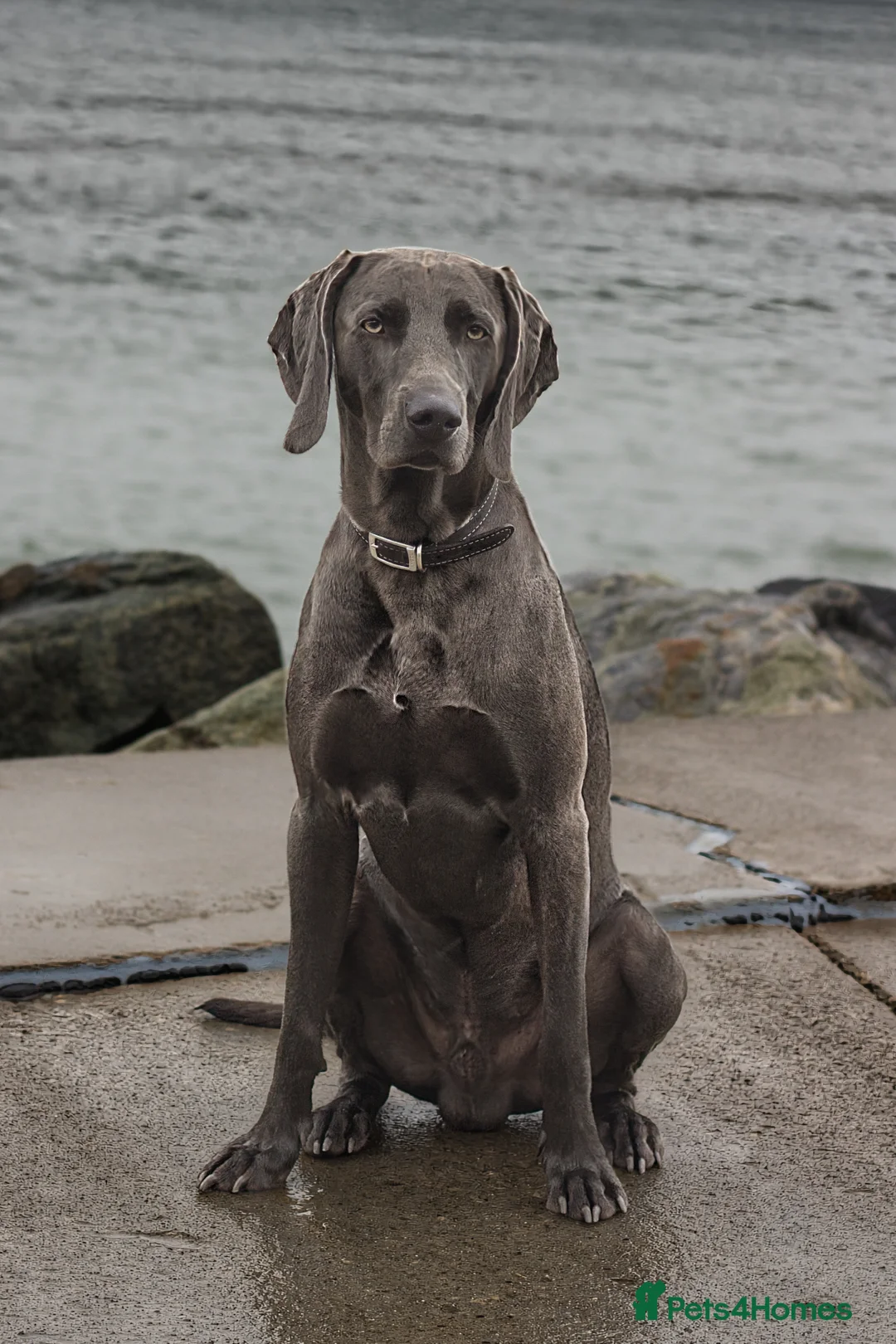 Weimaraner dogs for stud: No Cost 1 Year Old Blue Weimaraner For Stud - Advert 18