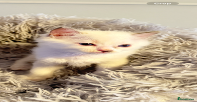 Ragdoll cats - Advert 5