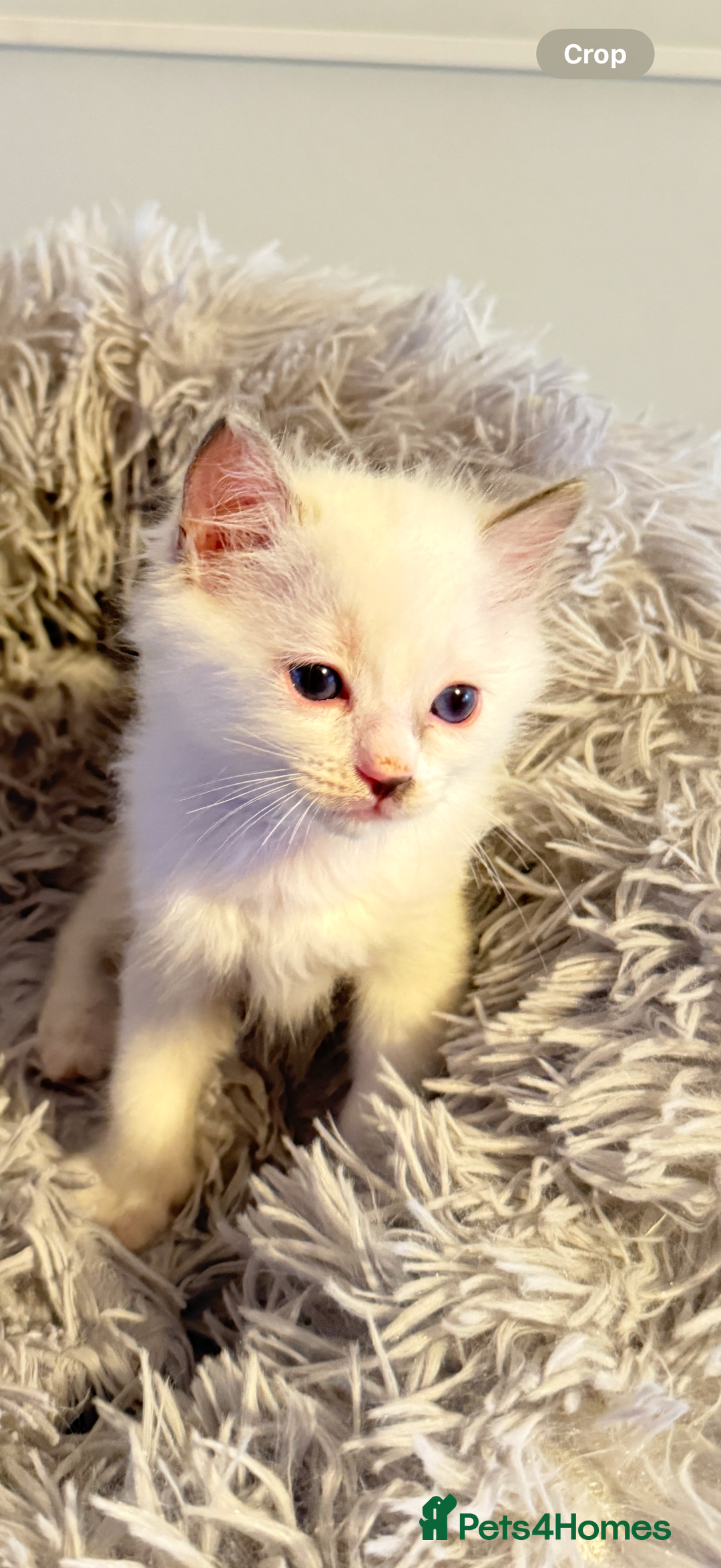 Ragdoll cats for sale: *** 3 Pure Ragdolls Kittens ready to leave *** - Image 12